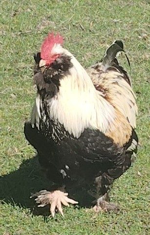 Le coq de face, favoris et barbe