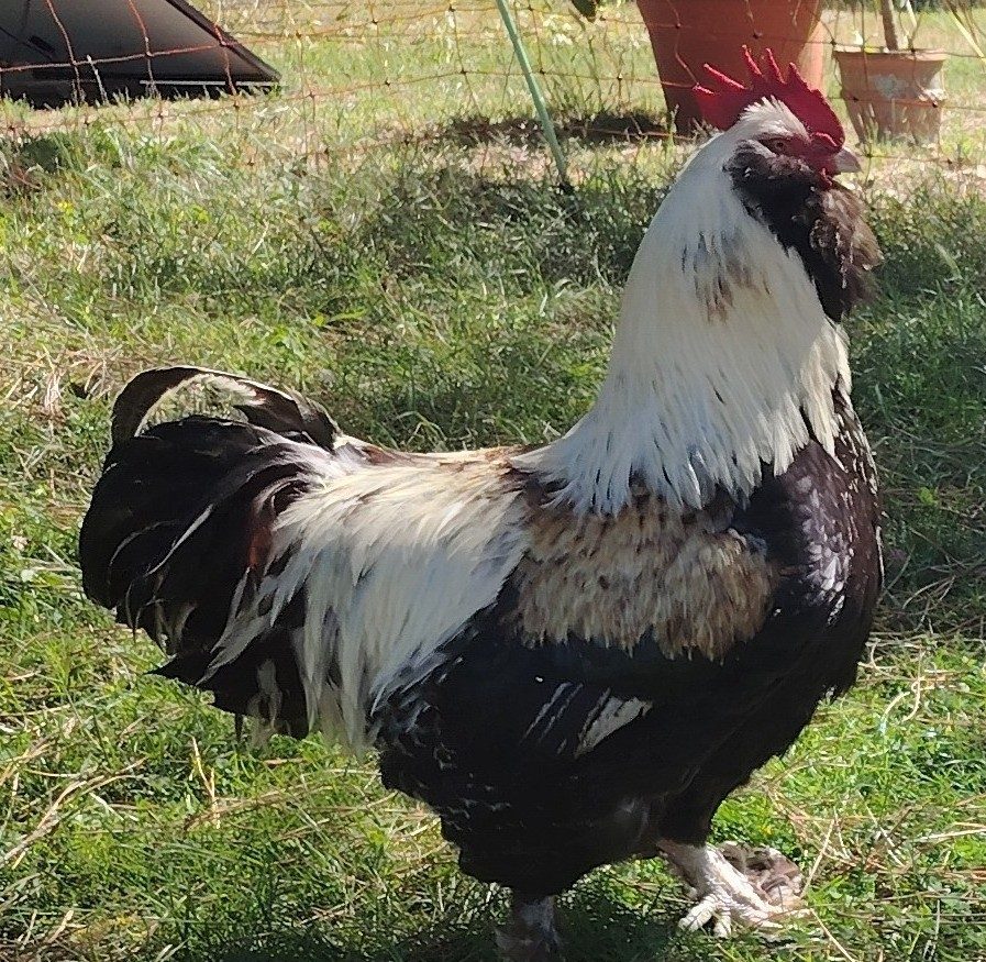Le coq Faverolles de profil rapproché