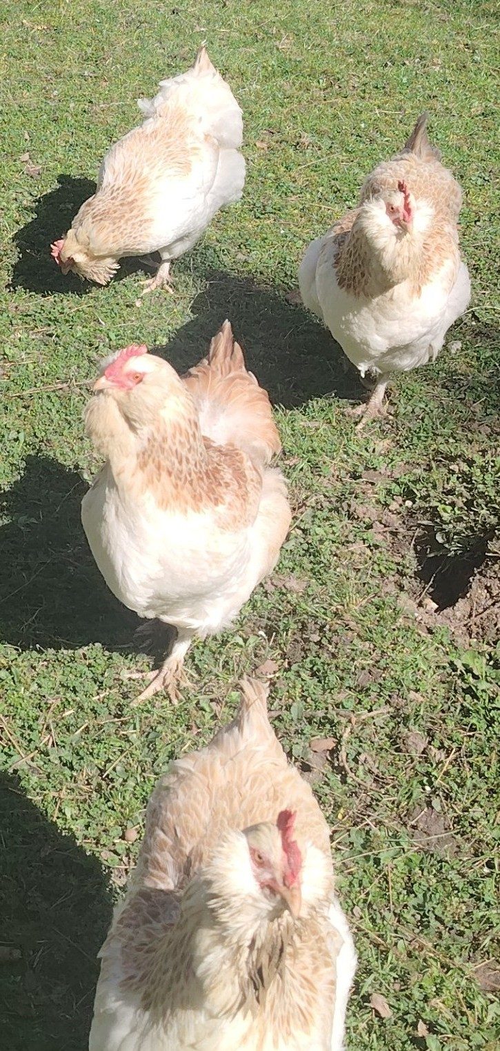 Le groupe de poules vu d'en haut
