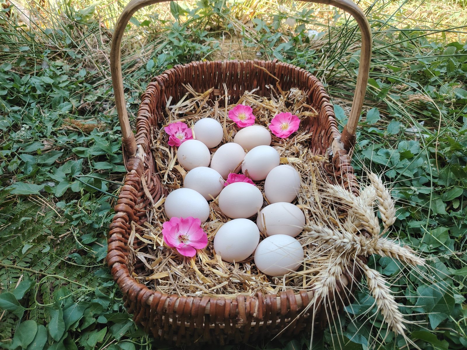 Lot de 12 œufs fécondés Faverolles dans un panier en osier, sur la paille, fleurs et épis de blé