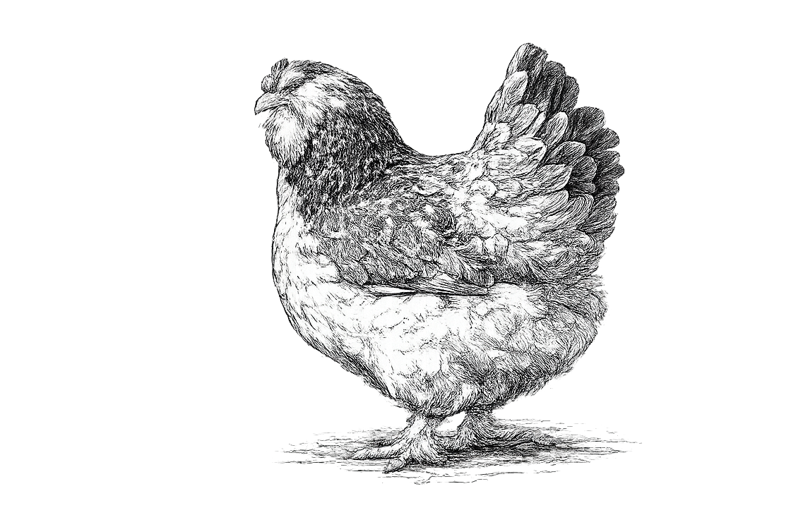 Poule Faverolles allemande debout, plumage légèrement gonflé, regard vif et attentif